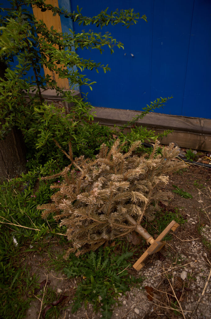 240000 leica m 11 24mm elmar m f3 8 1920px 89 weihnachtsbaum